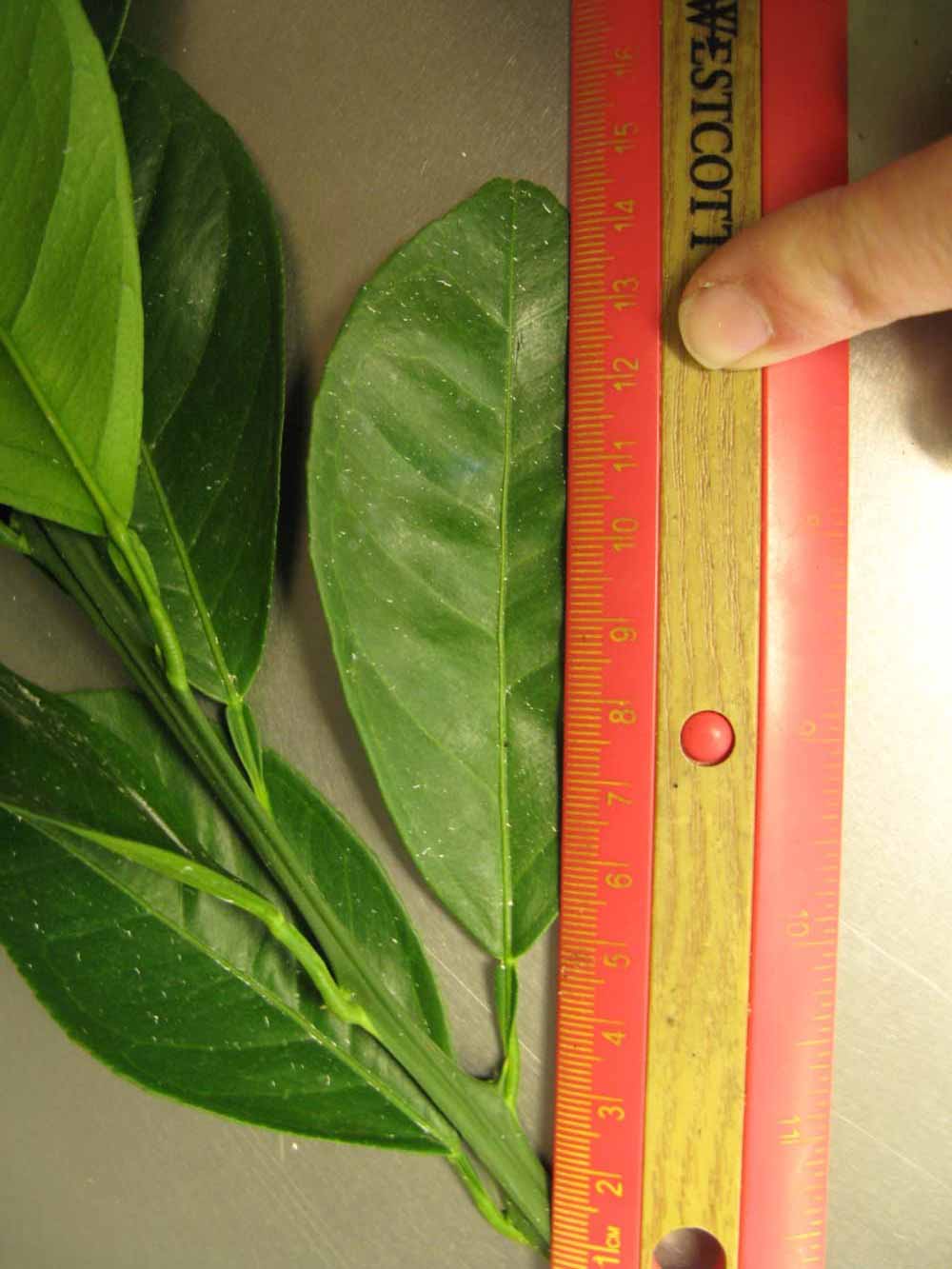              Unifoliolate leaf (Chiefland, FL)       